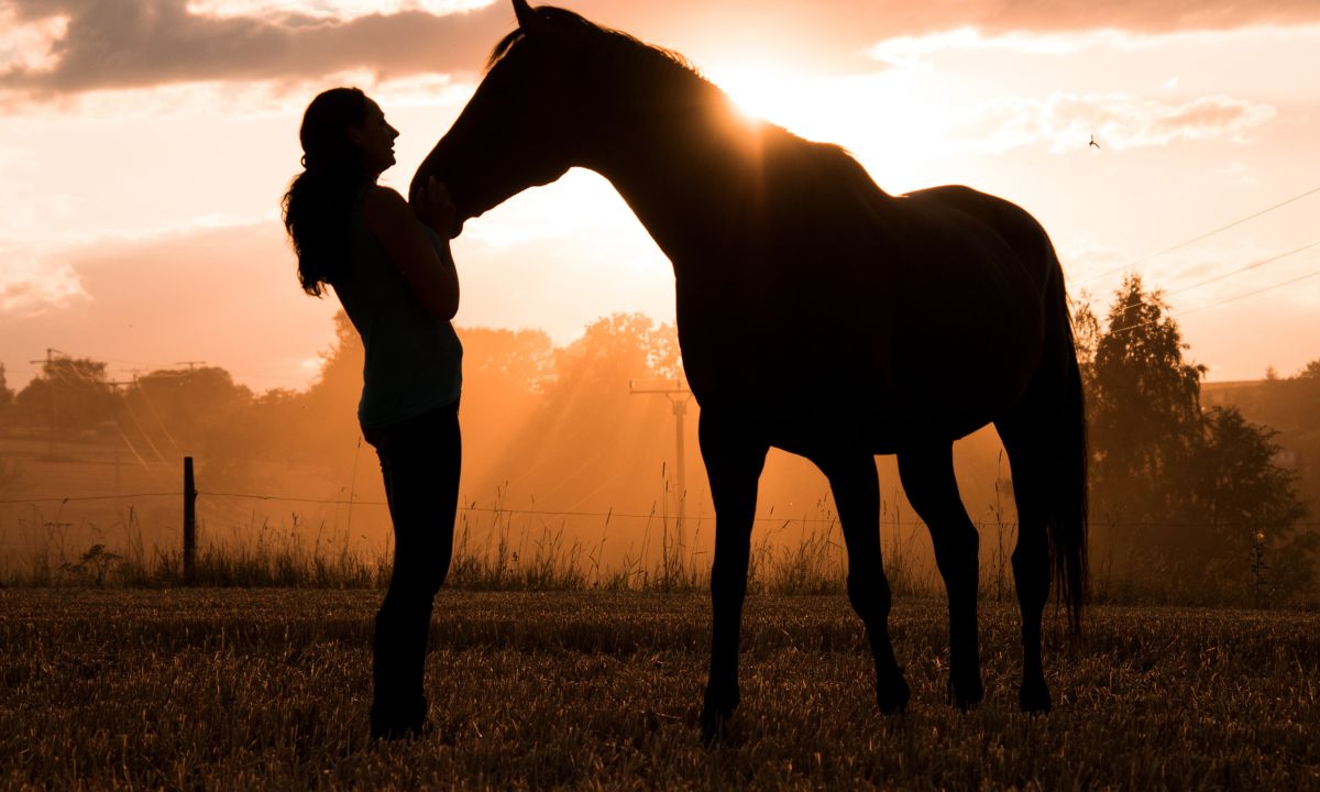 Seeing Dead Horse In Dream Islamic Meaning