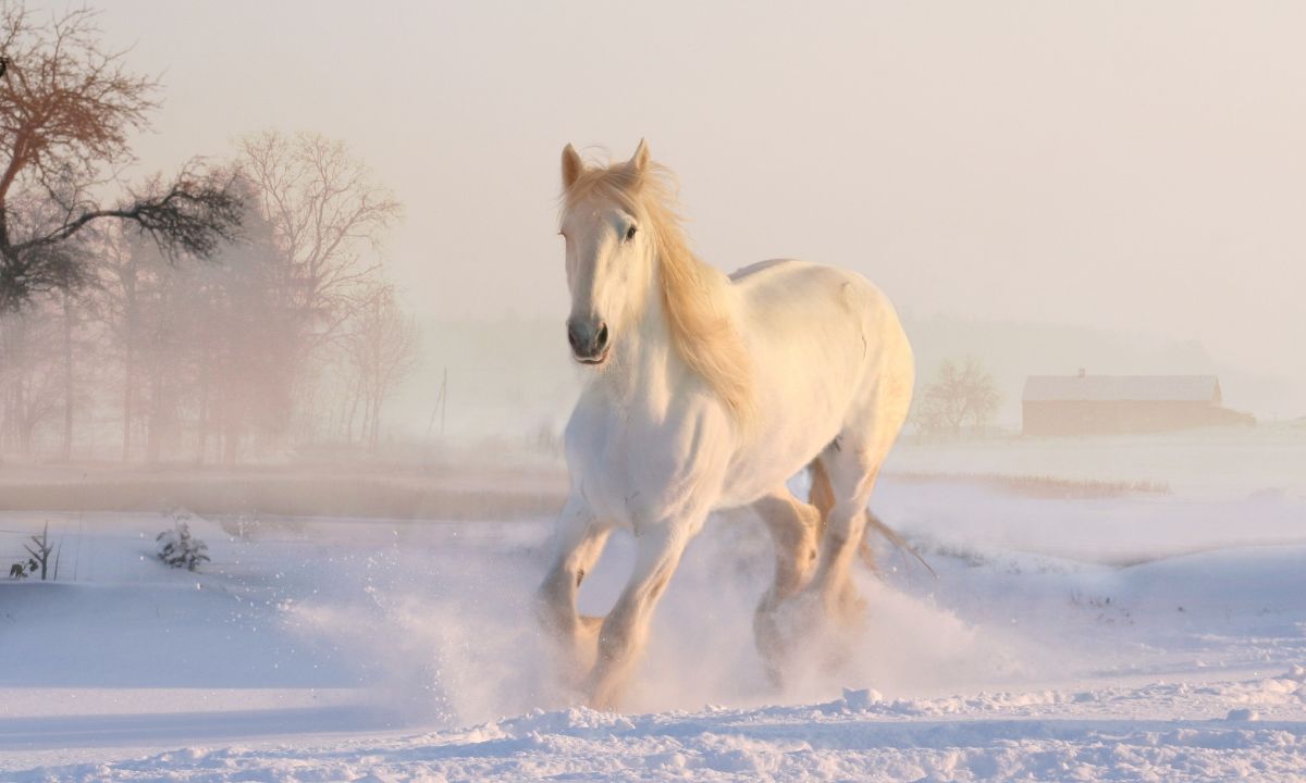 Biblical Meaning of Dead Horses In Dreams