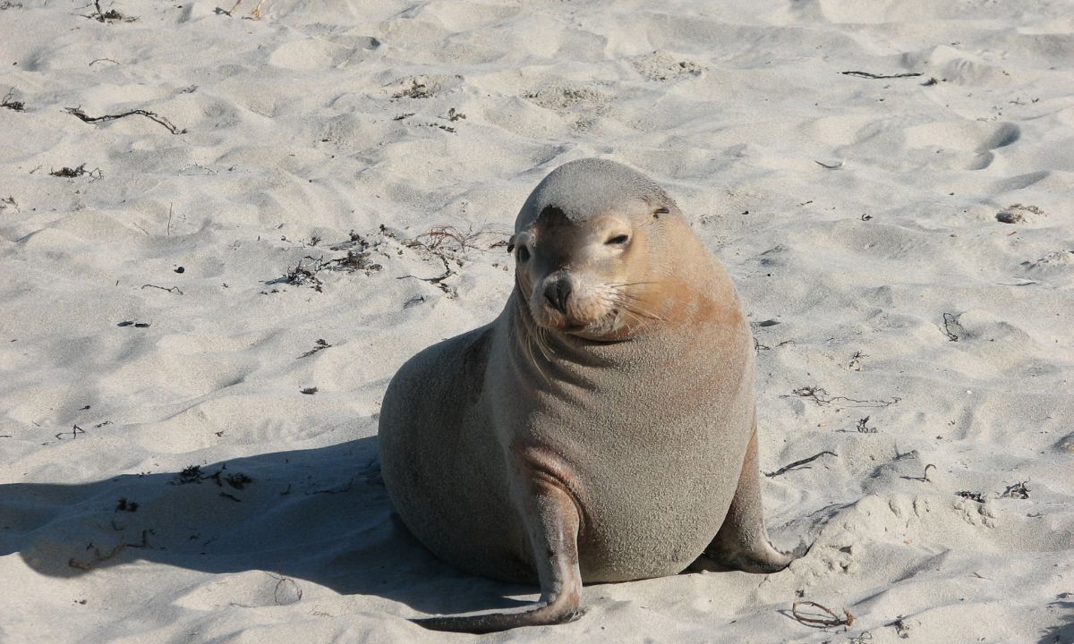 Biblical Meaning Of a Seal Animal