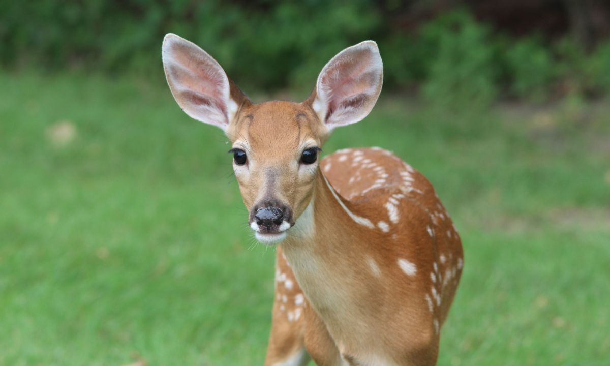 Seeing Deer In Dream Islamic Meaning