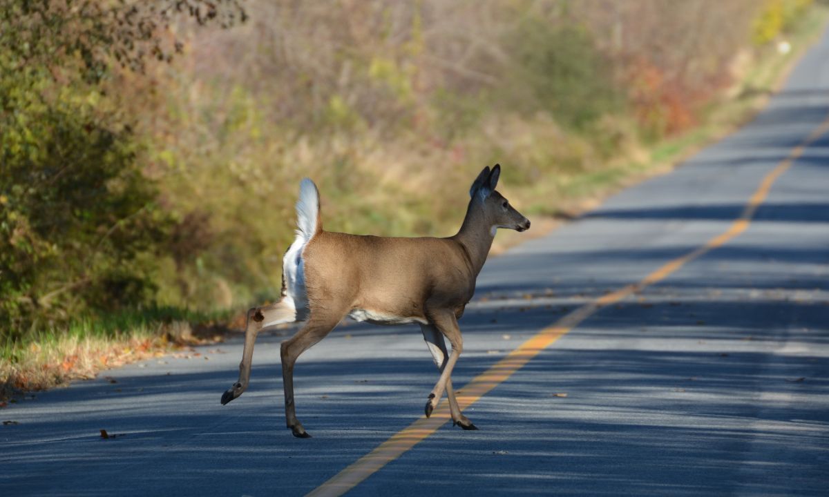 Biblical Meaning of Deer In Dreams