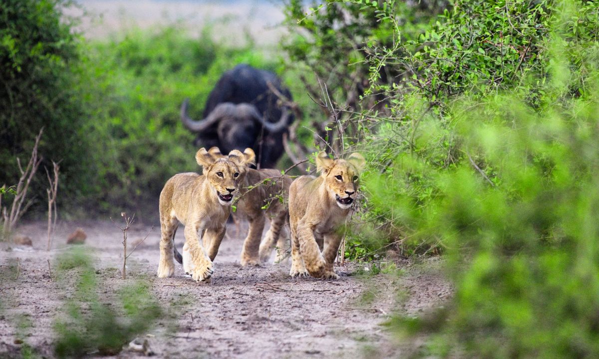 9 Common Dreams About Lions Chasing & Their Meanings