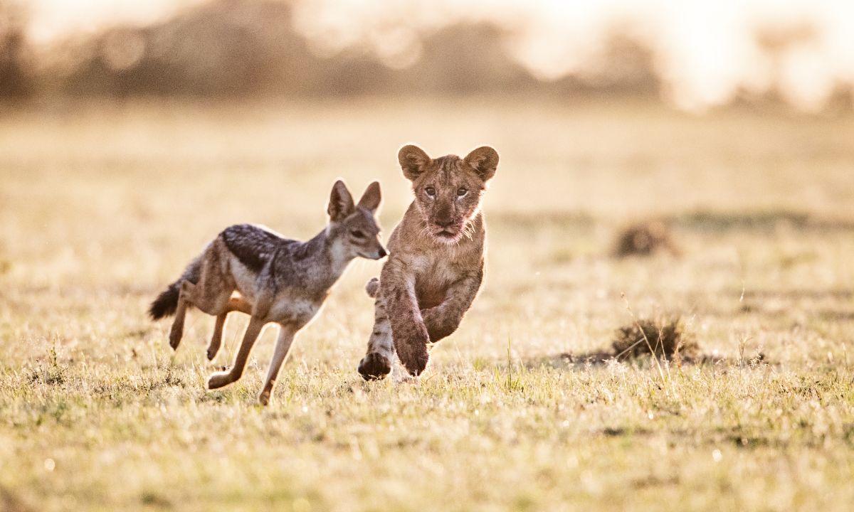 Lion Chasing In Dream Hindu Meaning