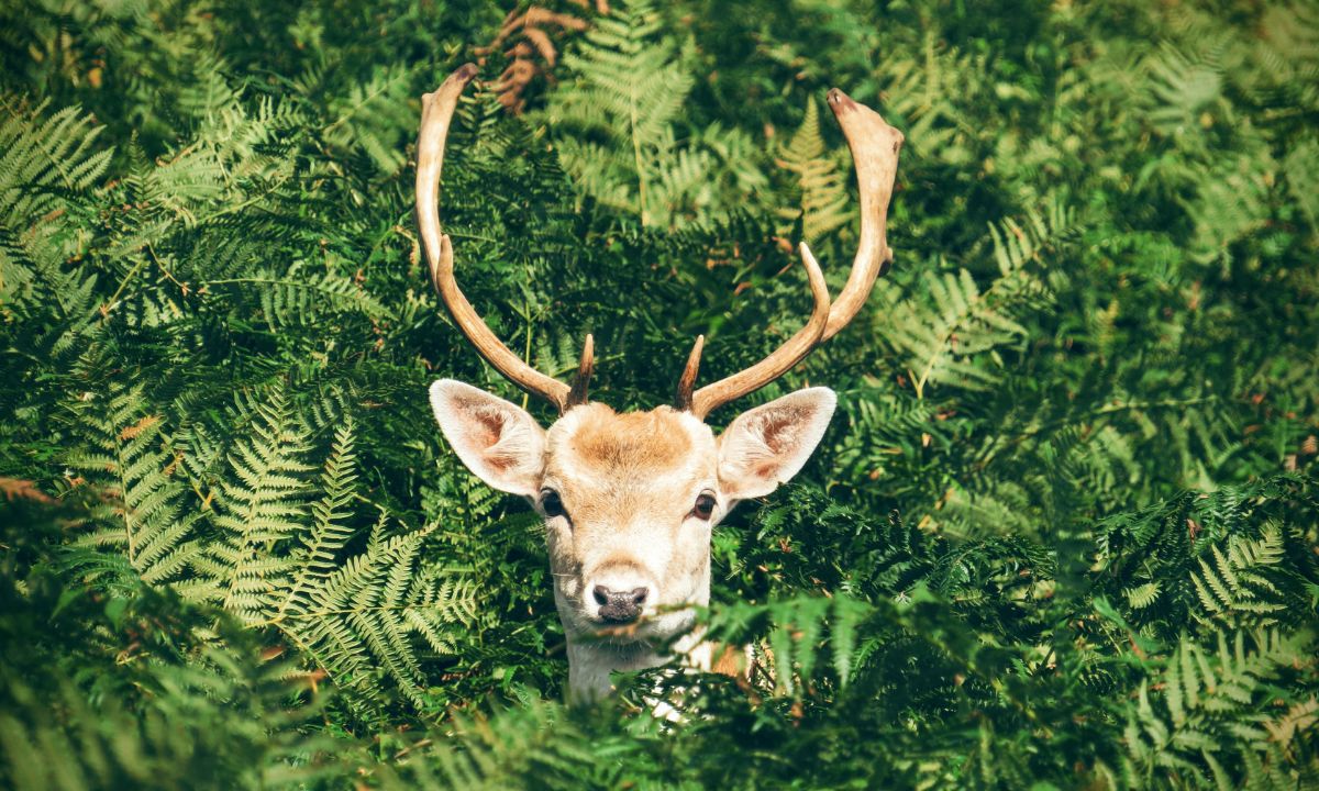 Spiritual Meaning of Dreaming of a Deer