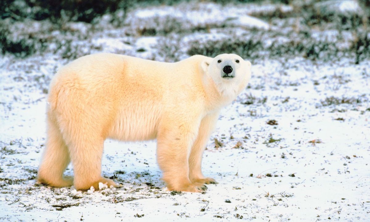 Spiritual Meaning Of Polar Bear In Dreams
