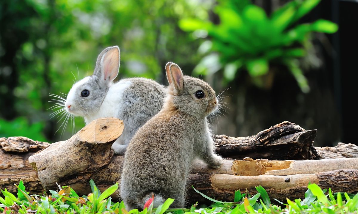 Seeing Rabbit In Dream Islamic Meaning