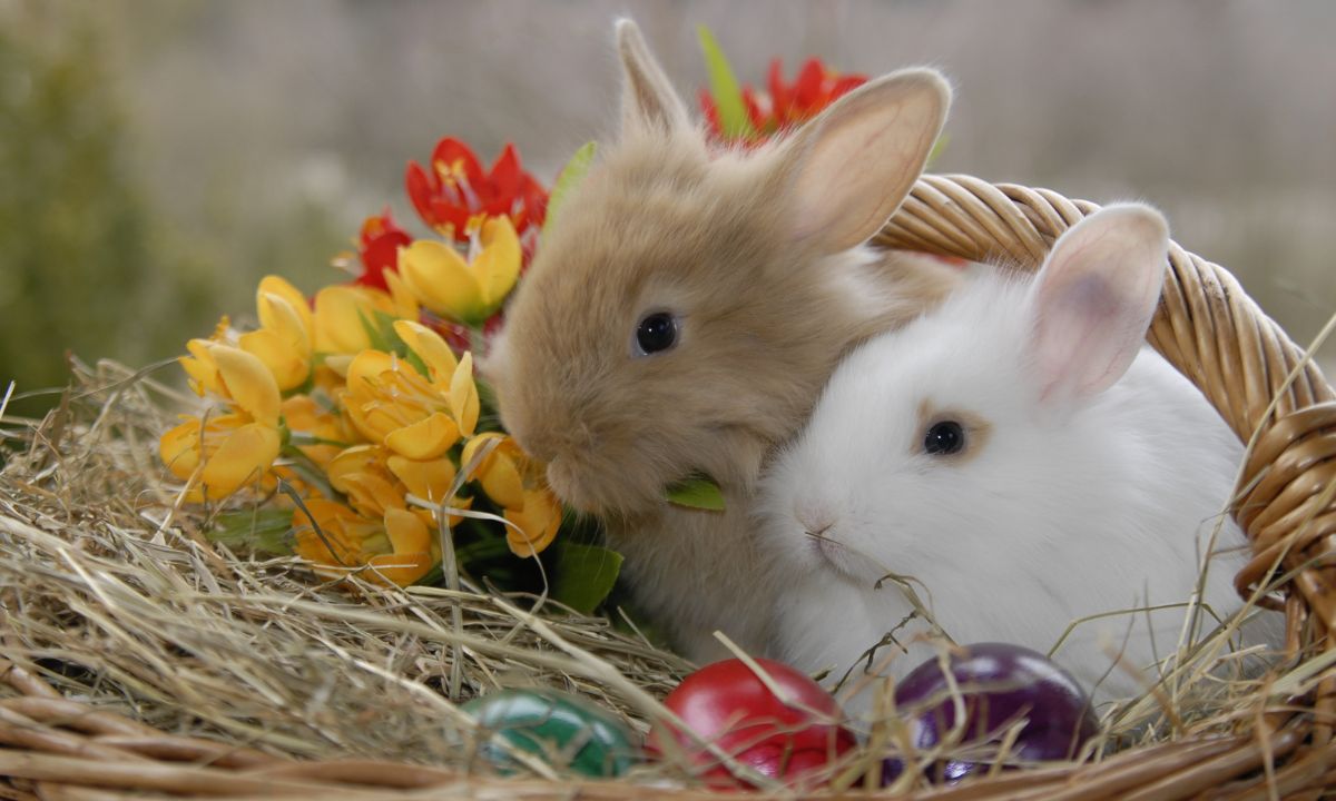 General Dreams About Rabbits & Their Interpretations