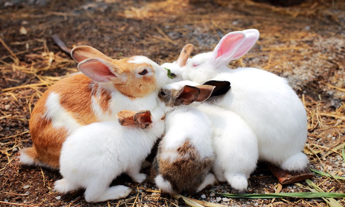 Seeing Rabbit In Dream Hinduism Meaning