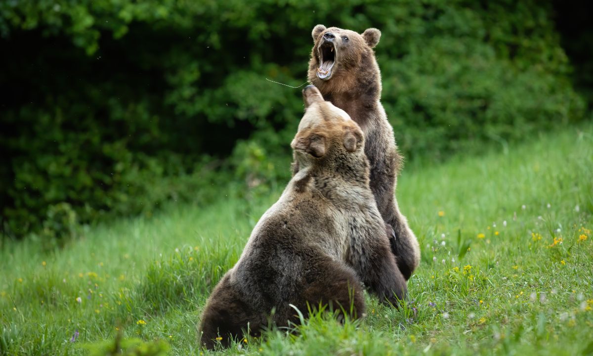 Bear Attack in Dream Islamic Meaning