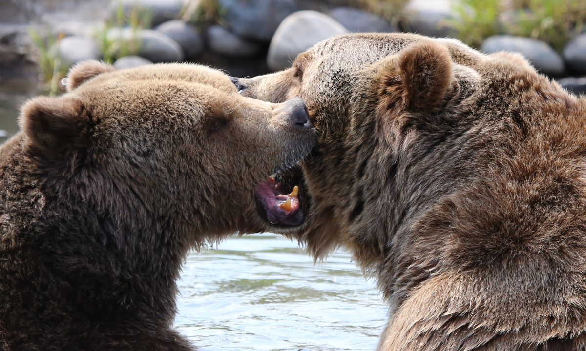 General Dreams About Bears Attack With Their Interpretations