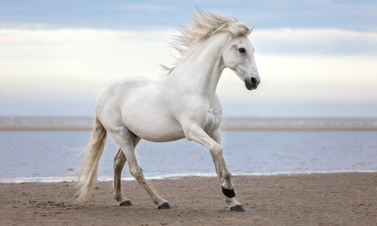 13 General Dreams About Horses & Their Interpretations