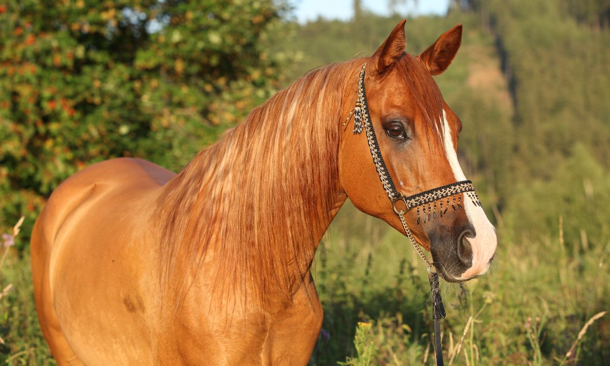 Seeing Horse In Dream Islamic Meaning