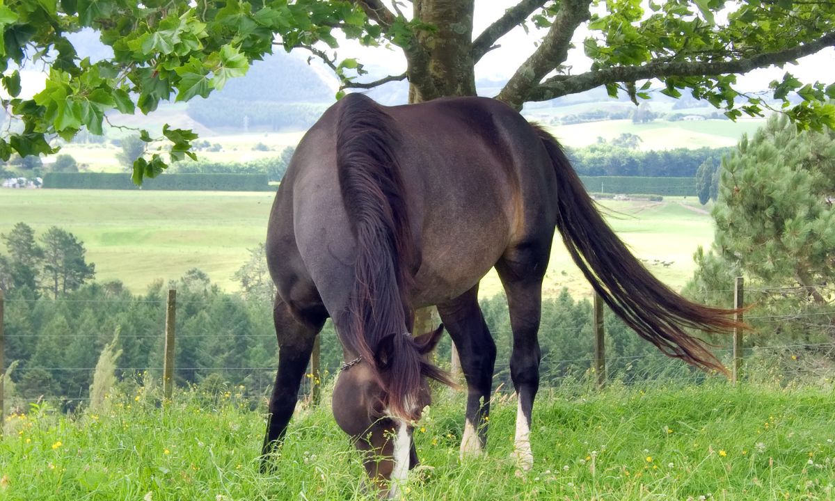 Spiritual Meaning of Black Horse In Dream