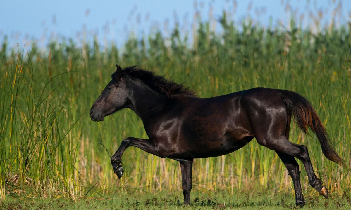 General Dreams About Black Horses In Dreams & Their Interpretations