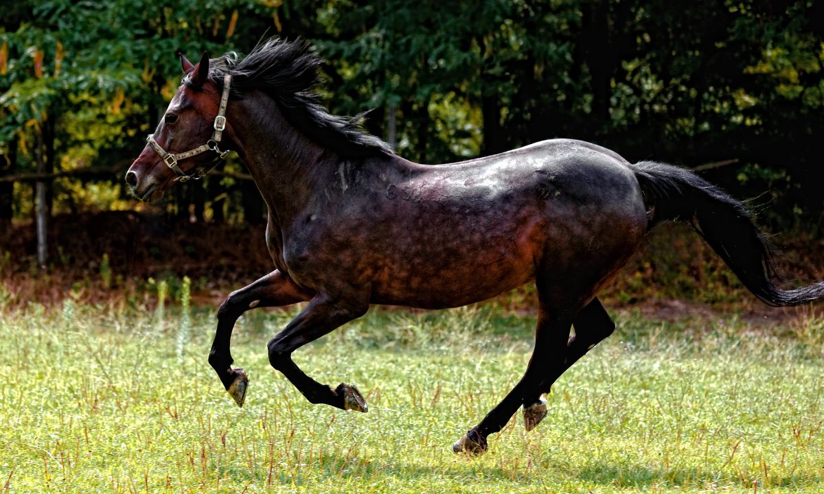 Dream of Black Horse Biblical Meaning