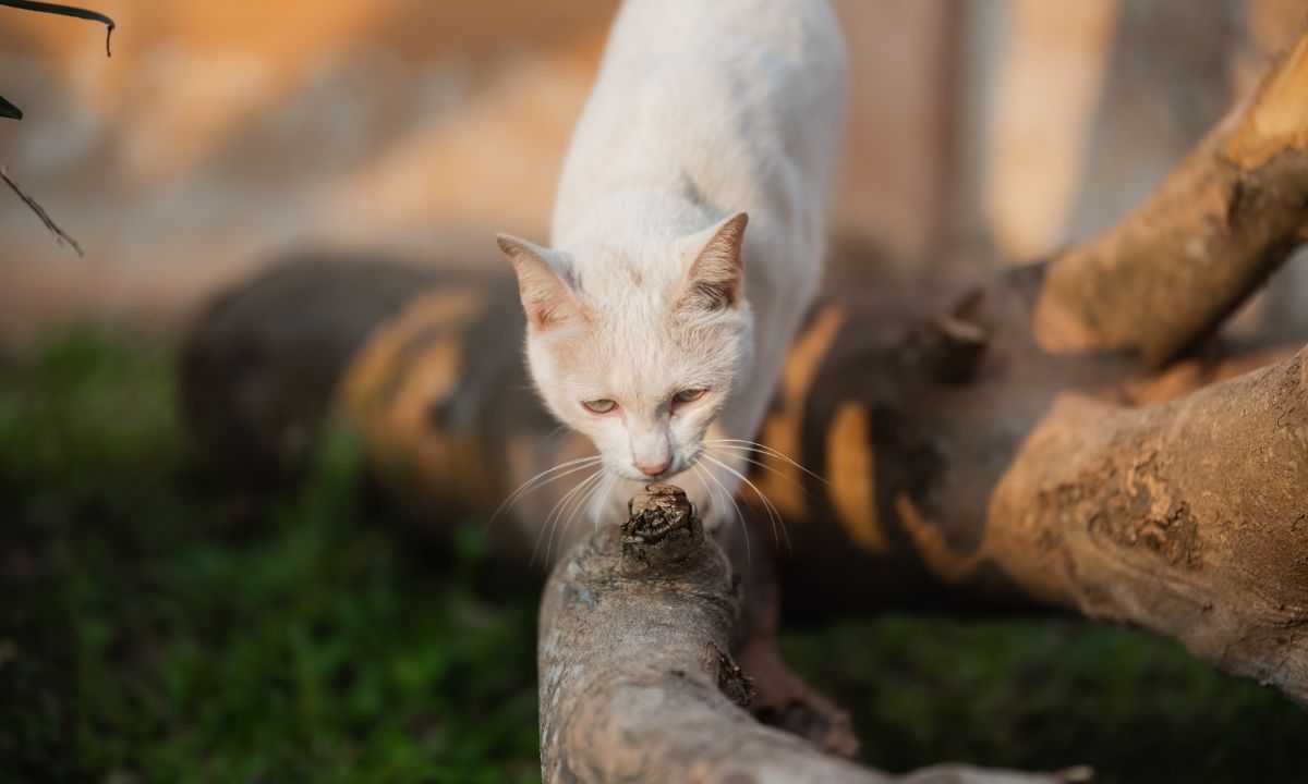 Spiritual Meaning of Dead Cat In Dream