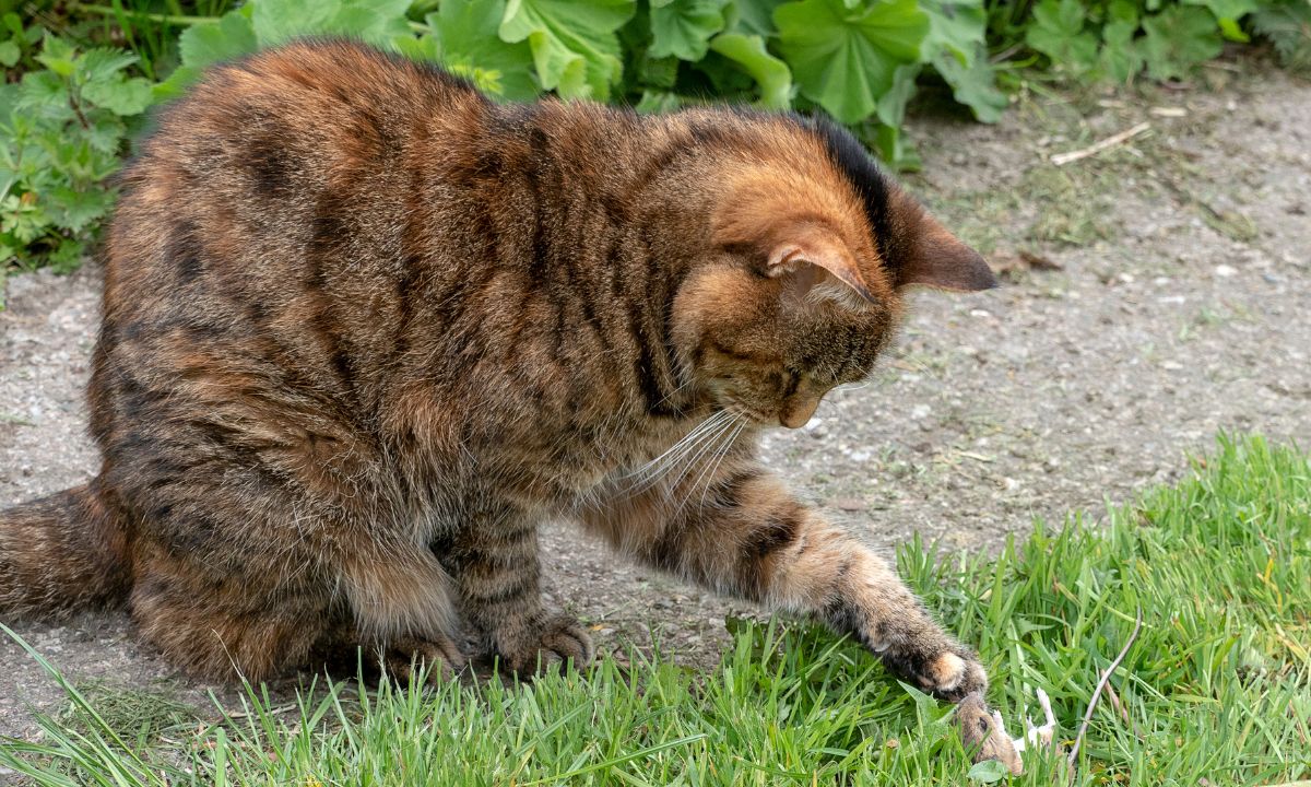 Dead Cat In Dream Hinduism Meaning 