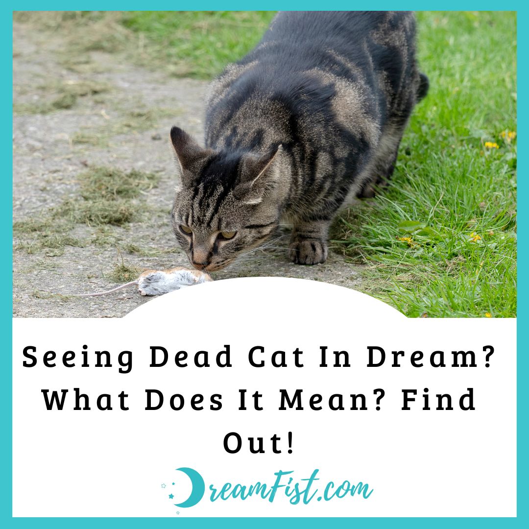 What Do Dead Cats Symbolize In Dreams?