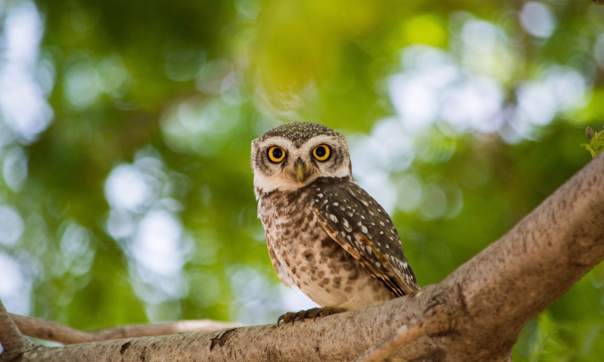 Spiritual Meaning Of Owls In Dreams