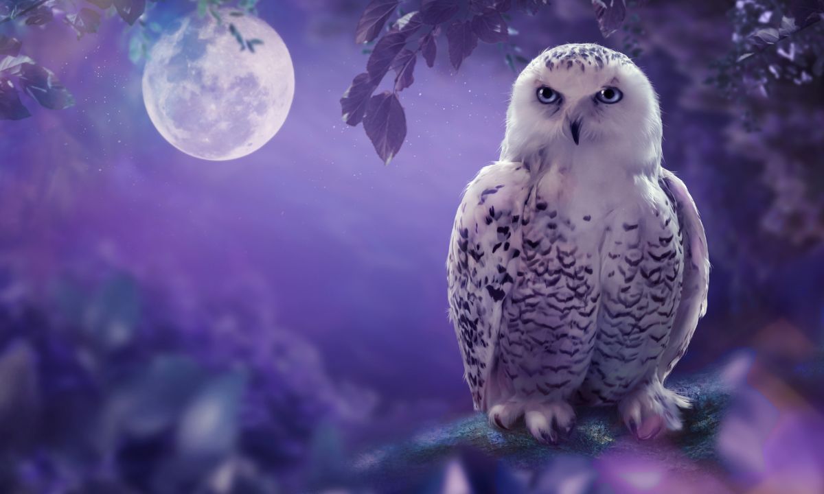 General Dreams About Owls & Their Interpretations
