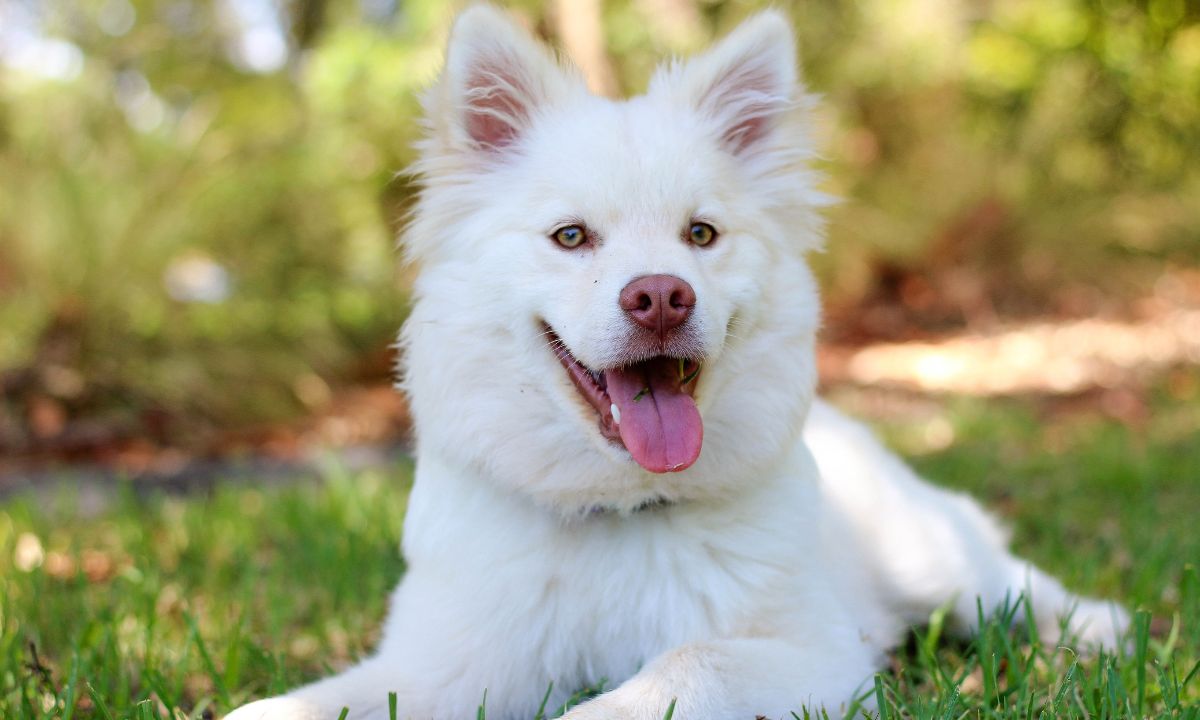 Spiritual Meaning Of White Dog In Dream