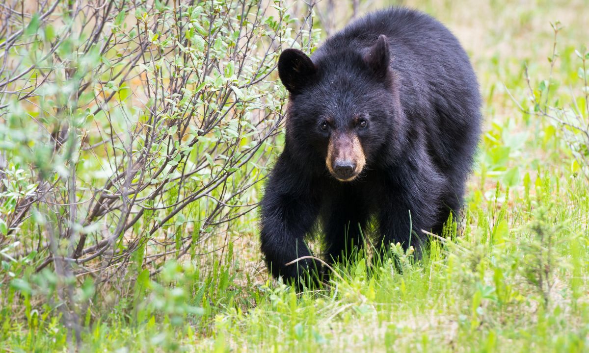 Spiritual Meaning Of Black Bear In Dreams