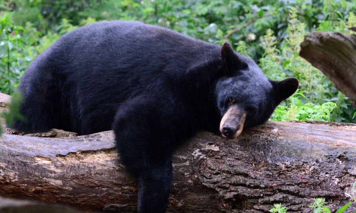 9 General Dreams About Black Bears With Their Interpretations