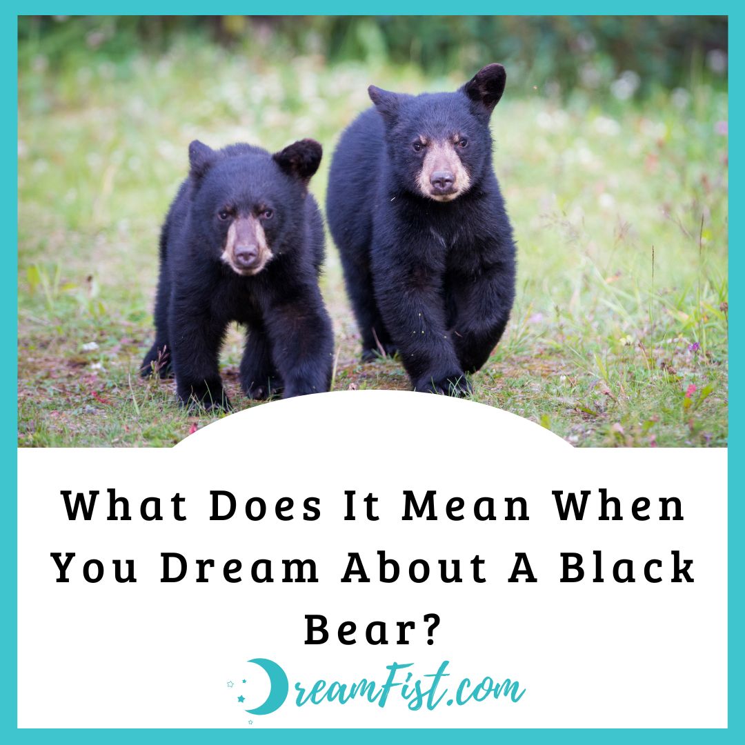 What Does It Mean To Dream About A Black Bear?