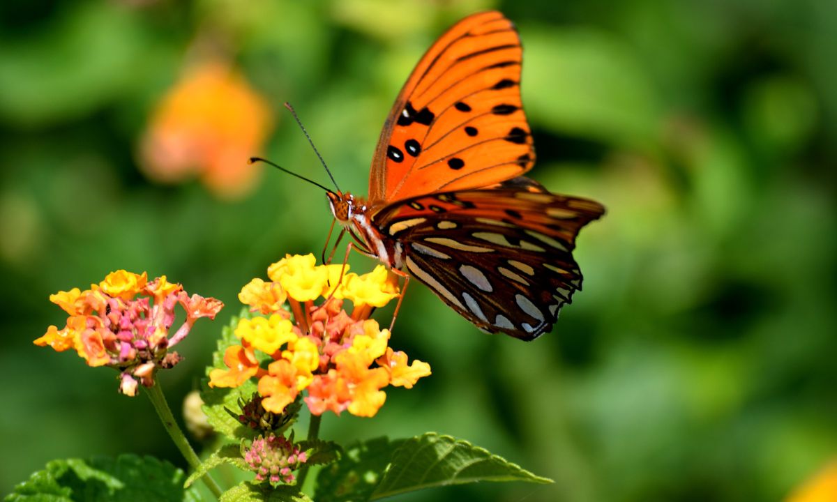 General Scenarios Of Dreams About Insects