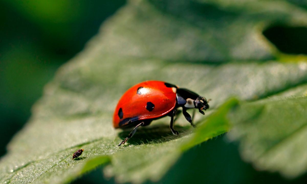 Seeing Insects In Dream Hindu Meaning