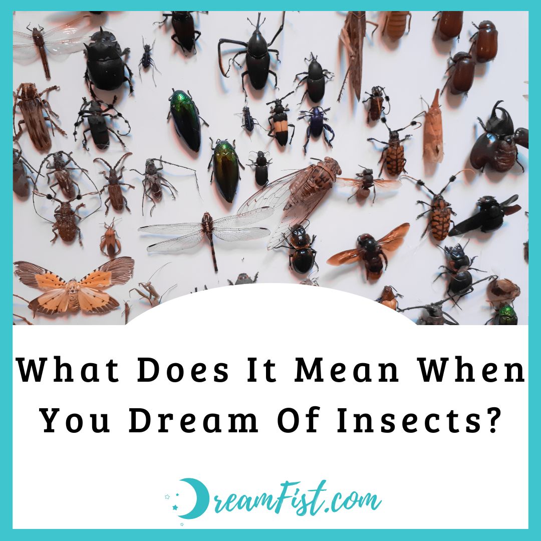 What Does It Mean To Dream About Insects?