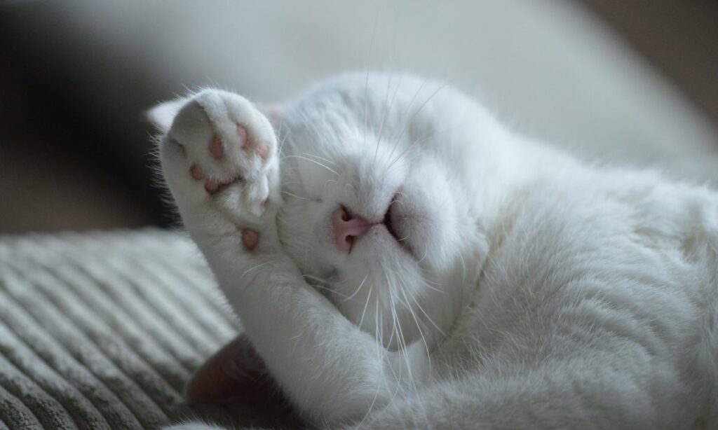 White Cat Dream Meanings Interpretations Dreamfist