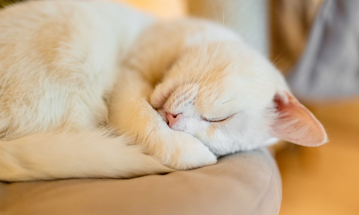 White Cat Dream Meaning In Islam