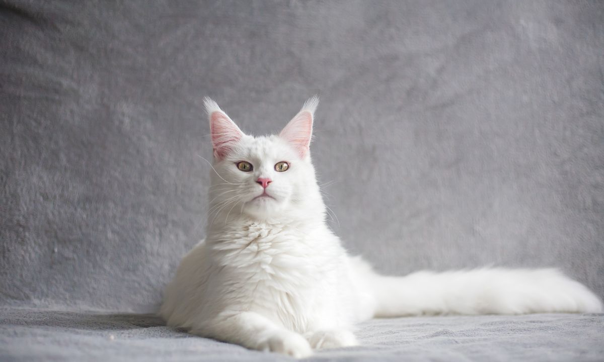 Seeing White Cat In Dream Spiritual Meaning