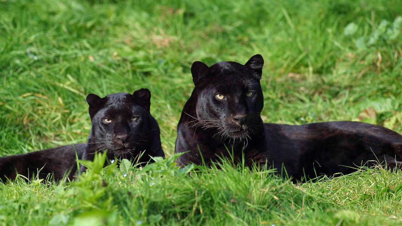 Different Dreams About Black Panthers With Their Meanings