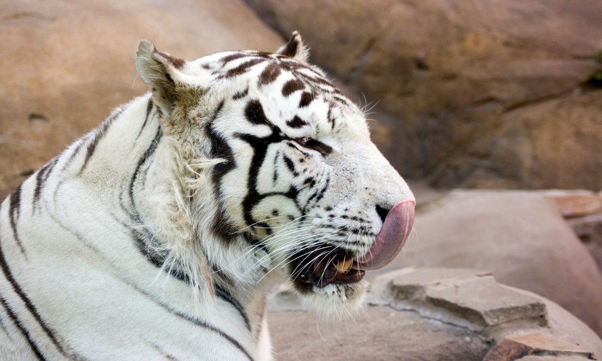 Spiritual Meaning of Dreaming About White Tiger