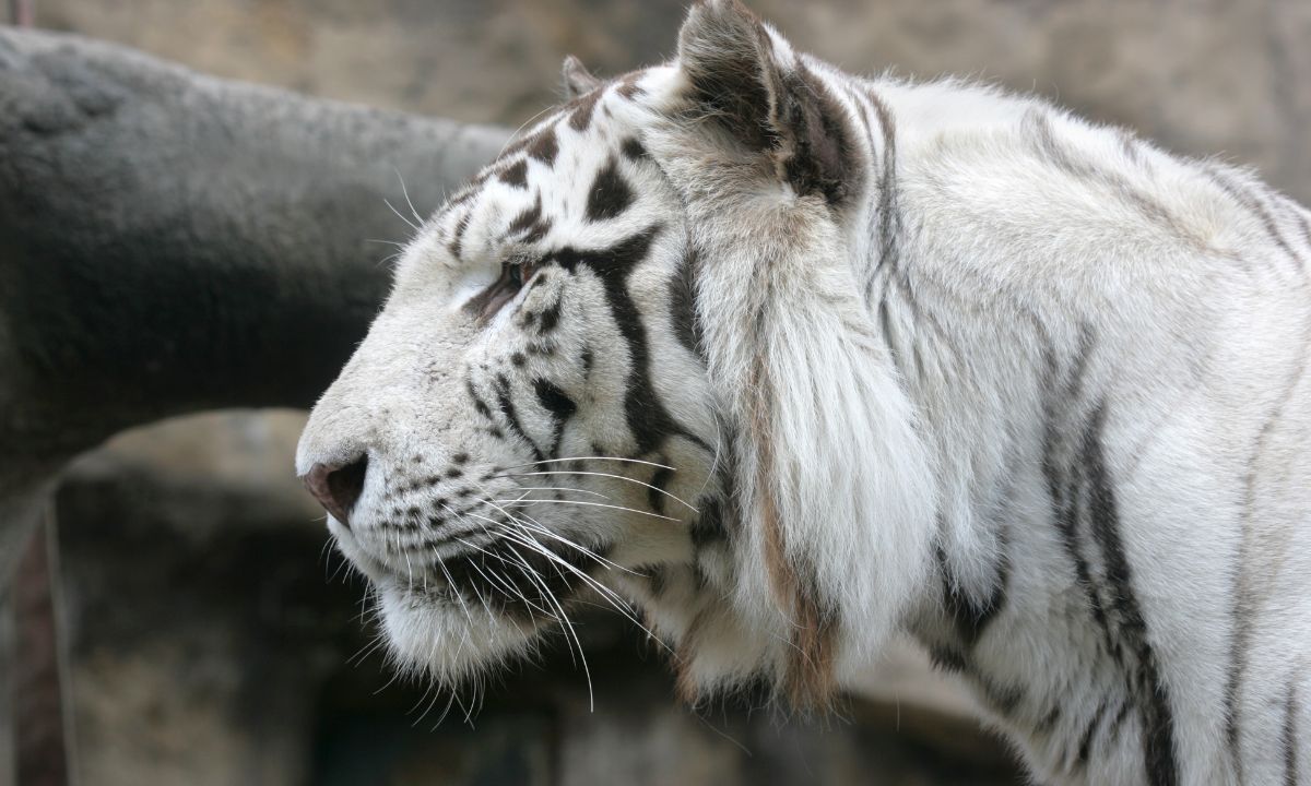 White Tiger In Dream Hinduism Meaning