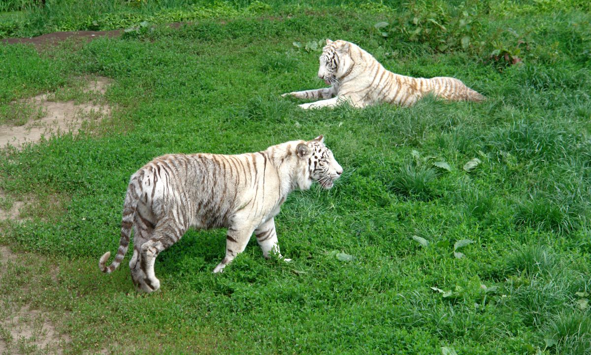Common Dreams About White Tiger & Their Interpretations