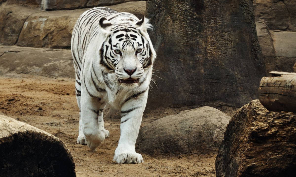 White Tiger In Dream Islamic Meaning