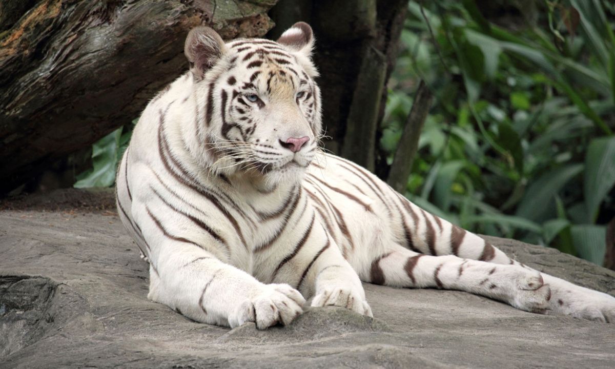 White Tiger Dream Biblical Meaning 