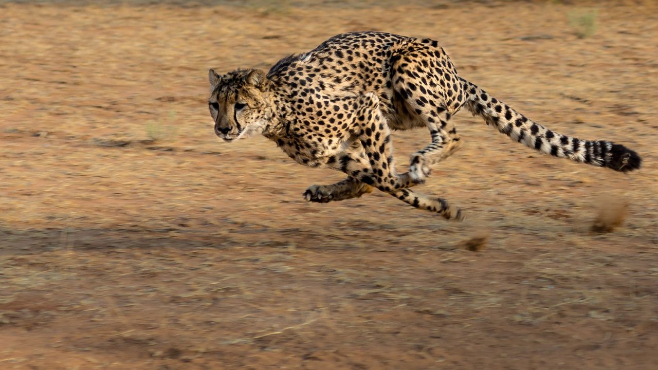 Spiritual Meaning Of Cheetah In Dream