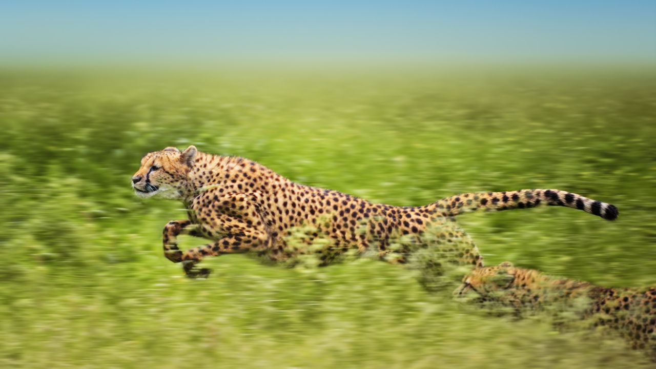 Biblical Meaning Of Cheetah In Dream