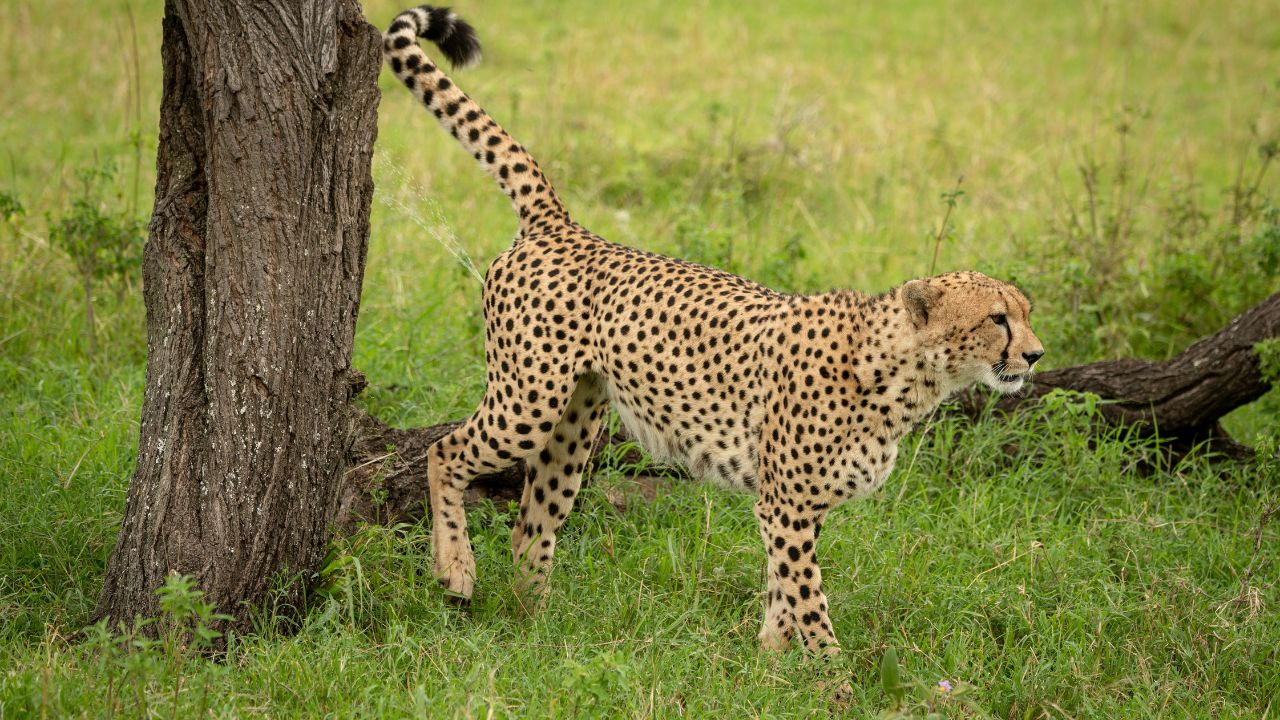 Seeing Cheetah In Dream Islamic Meaning