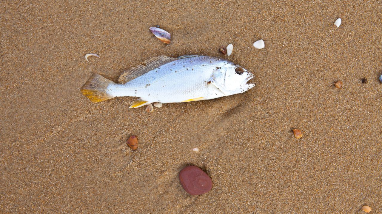 Seeing a Dead Fish Spiritual Meaning