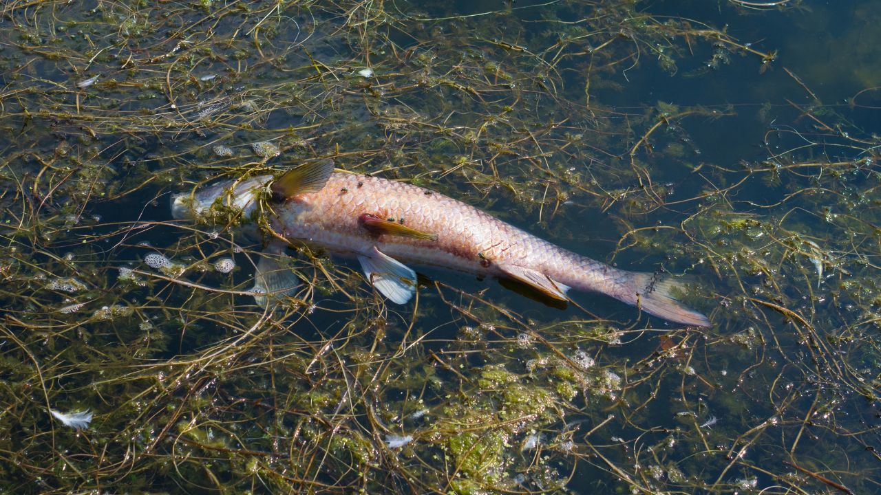 Common Dreams About Dead Fishes & Their Symbolism