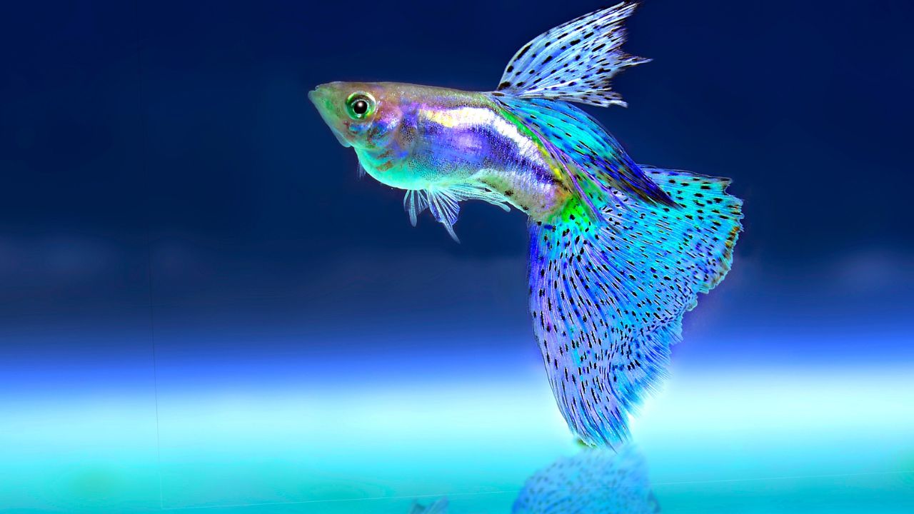 Spiritual Meaning of Fish In a Dream