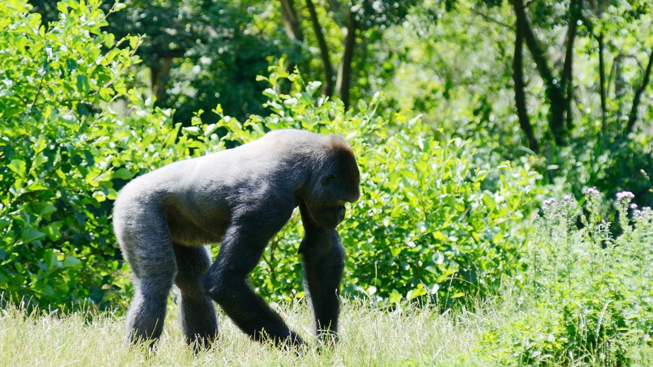 Spiritual Meaning Of Gorilla In Dream