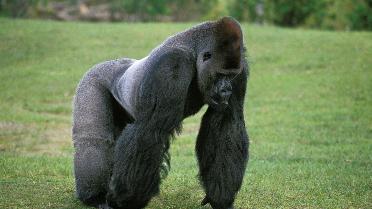 General Dreams About Gorillas & Their Interpretations