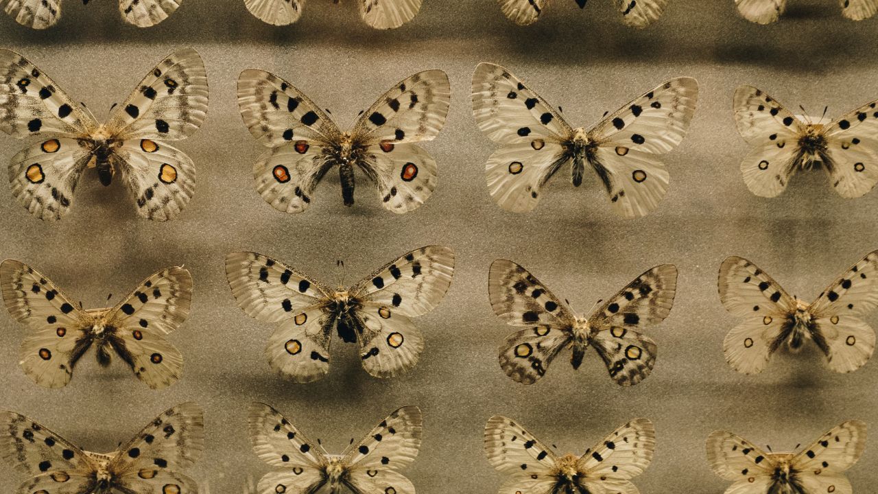 Common Dreams About Moths & Their Interpretations