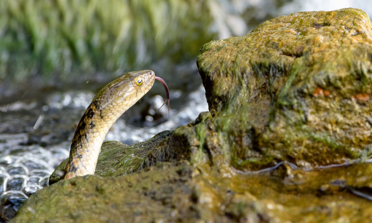 Dreaming Of Water Snake Spiritual Meaning